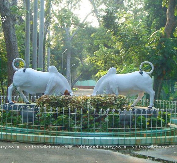 Puducherry Botanical Garden – Beautiful Green Park & Family Attraction Guide