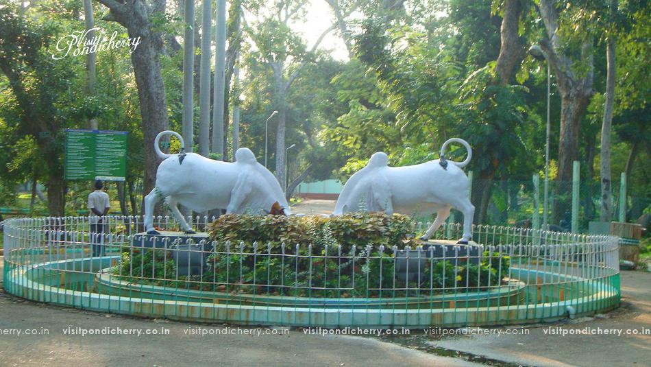 Puducherry Botanical Garden green park with plants and pathways